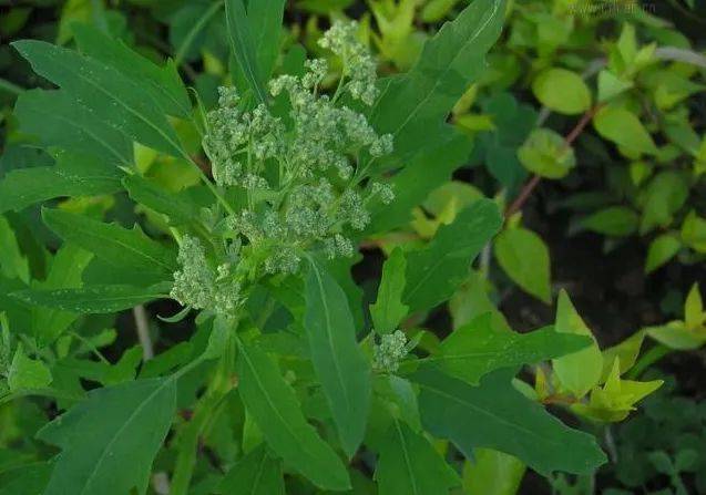 秋季花粉症的症状和治疗,秋季花粉症高发科学预防很重要