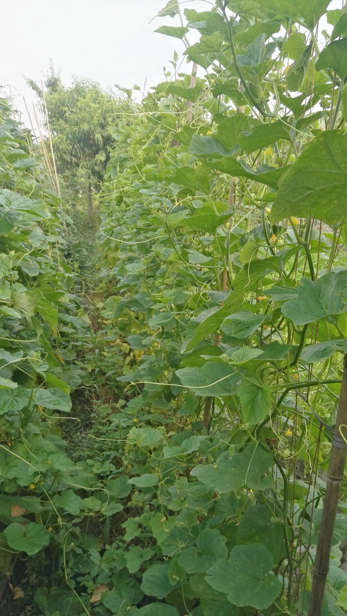 陕西省渭南市赤水镇特产,渭南乡村记忆