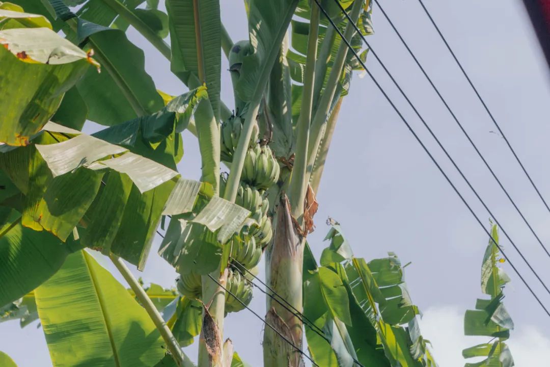 鍘绘嘲鍥芥浖璋峰拰鑺彁闆呯殑鏀荤暐,鍘绘嘲鍥界帺杞浖璋疯姯鎻愰泤