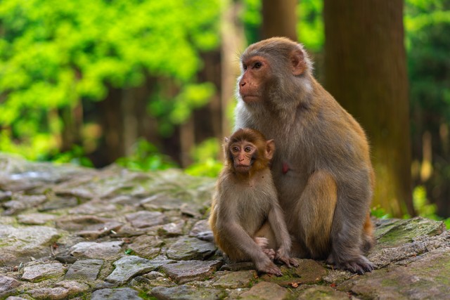 属猴的人适合和什么属相谈恋爱,生肖猴一生最亲的人是谁