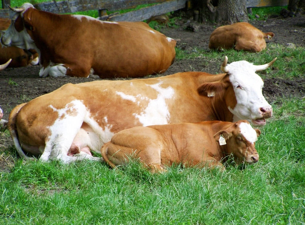 怎么查疫苗的真假,如何查动物疫苗真假网站