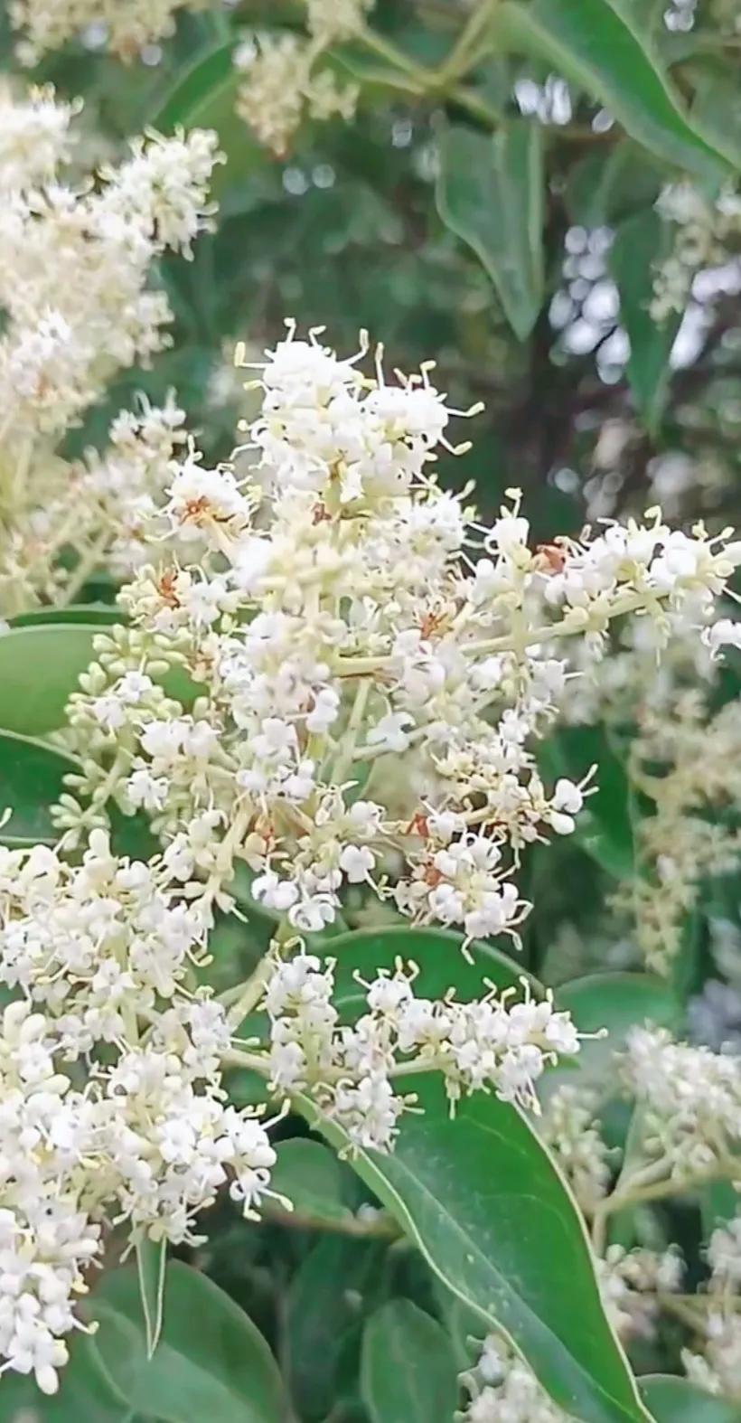 女贞子图片树木,女贞子树彩图