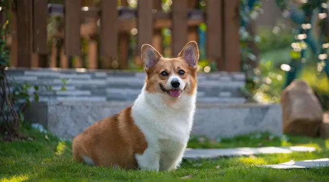 回族不吃猪肉，满族不吃狗肉，古代汉族也有不吃的肉