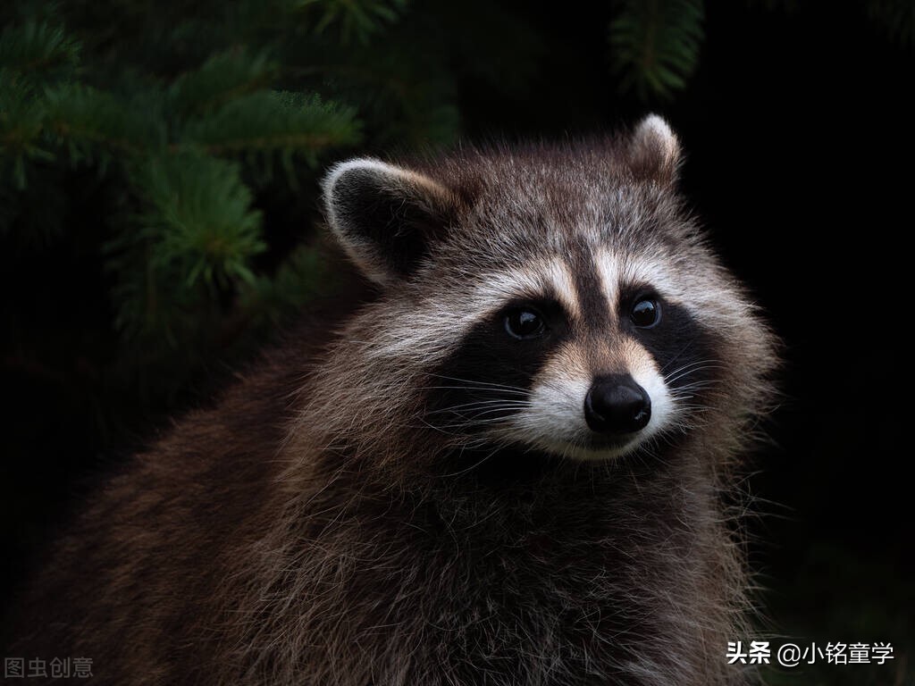 棉麻丝毛哪个面料最娇嫩,棉麻面料的洗护