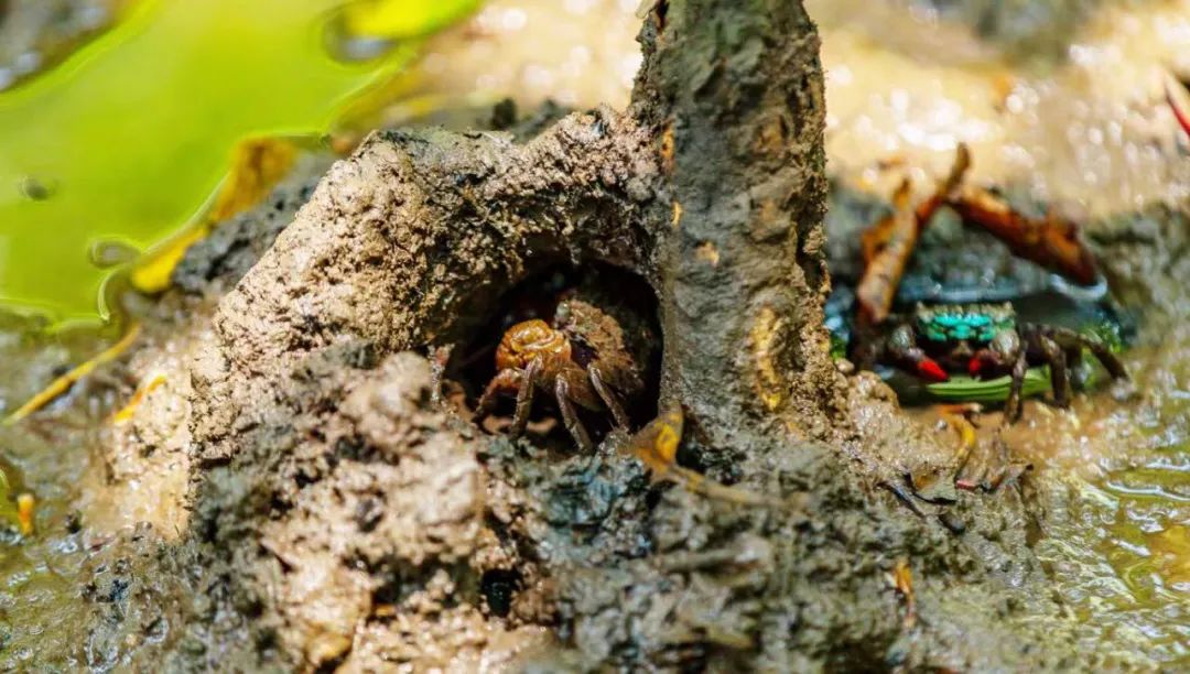 春日出游计划东寨港红树林观鸟游,东寨港红树林观鸟