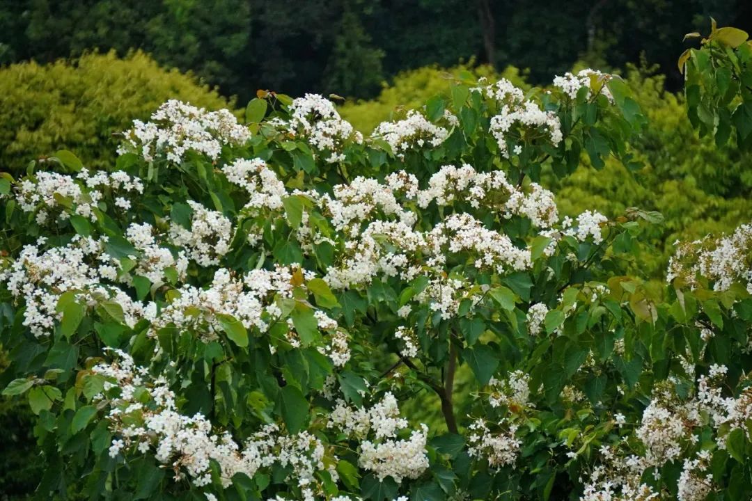 楠溪油桐花如雪图片,油桐花开与气候