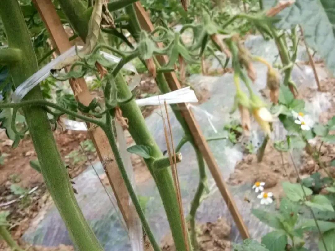 西红柿花少坐果率低怎么解决,西红柿开花坐果慢怎么办