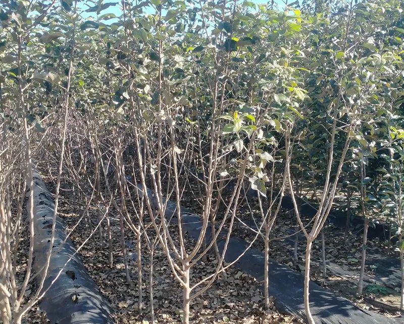 春季绿化苗木栽植流程,绿化苗木专用的施肥方法