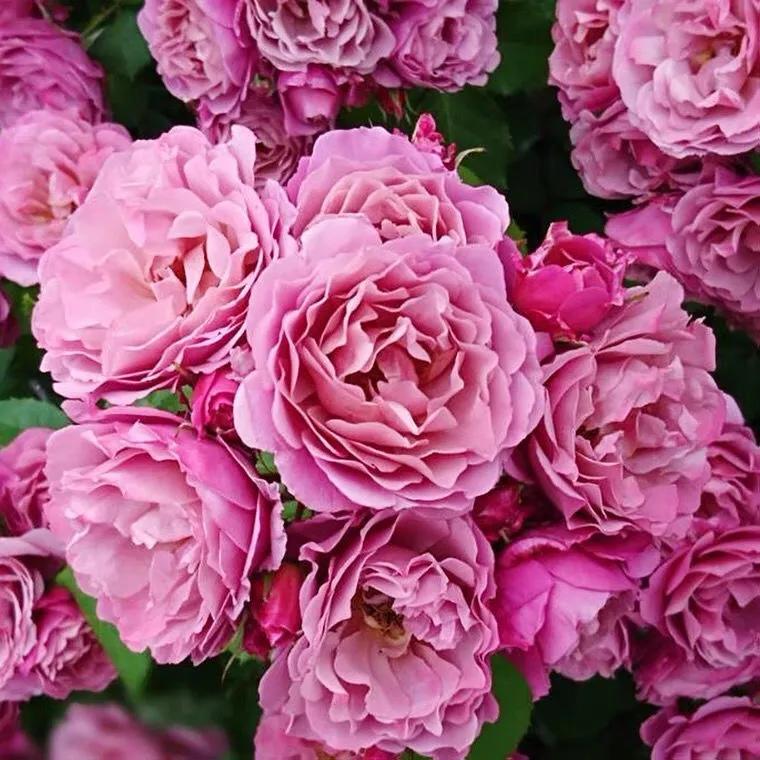 葵系列的月季,高贵浪漫的仙女月季