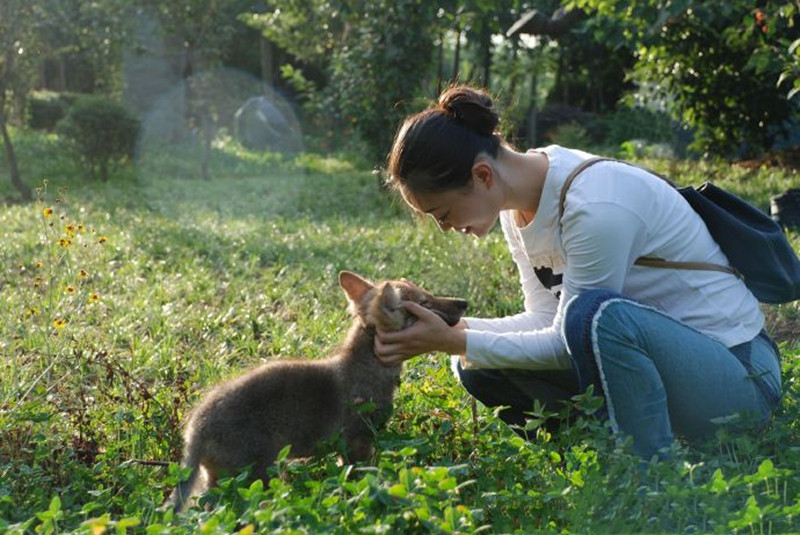 狼十年后报恩,狼是如何报恩的