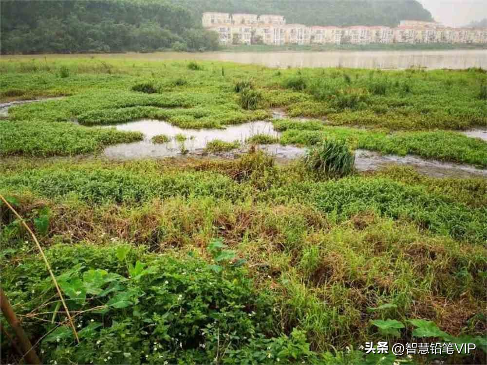 在广州，连水库都有它的故事——集益水库和水葫芦的那些往事