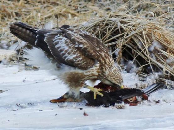 古代战争用的动物,古代战争中动物