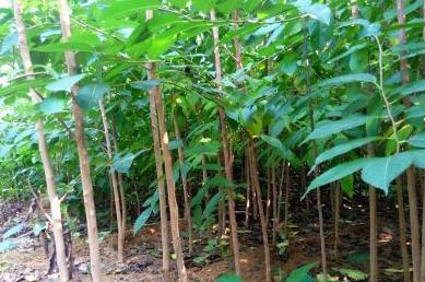 广东老板放弃皮革生意，靠“壮阳树”年入千万，一张树皮卖千元