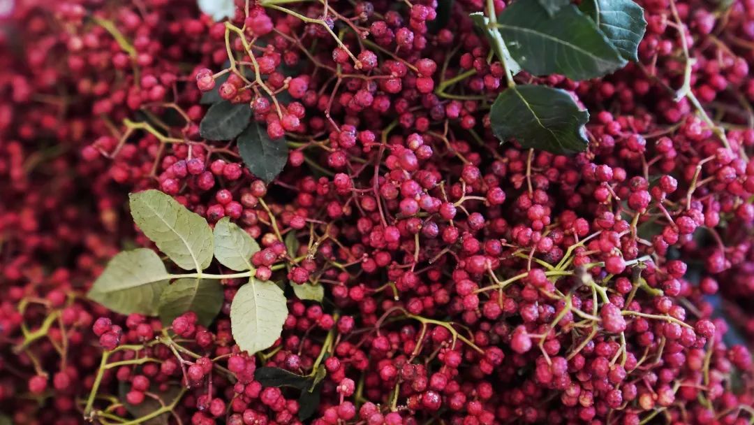 丝路印象之旅,美丽陇南陇蜀之城