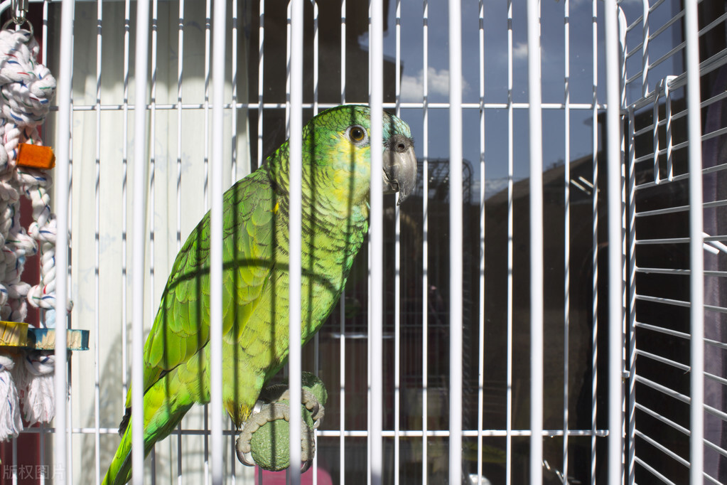 鹦鹉咬人怎样训练它不咬人,如果鹦鹉咬人特别厉害要怎么训练