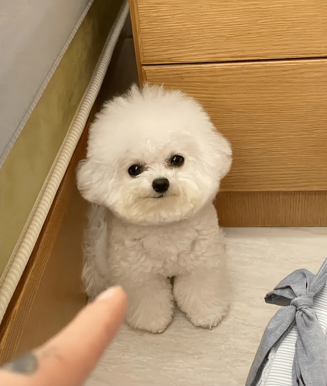 比熊睡觉做梦原因,比熊最怕的几件事