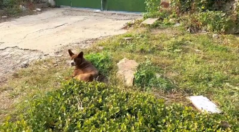 上颚烂空，把树叶当食物，它还在等着，可它的主人却早已将它抛弃