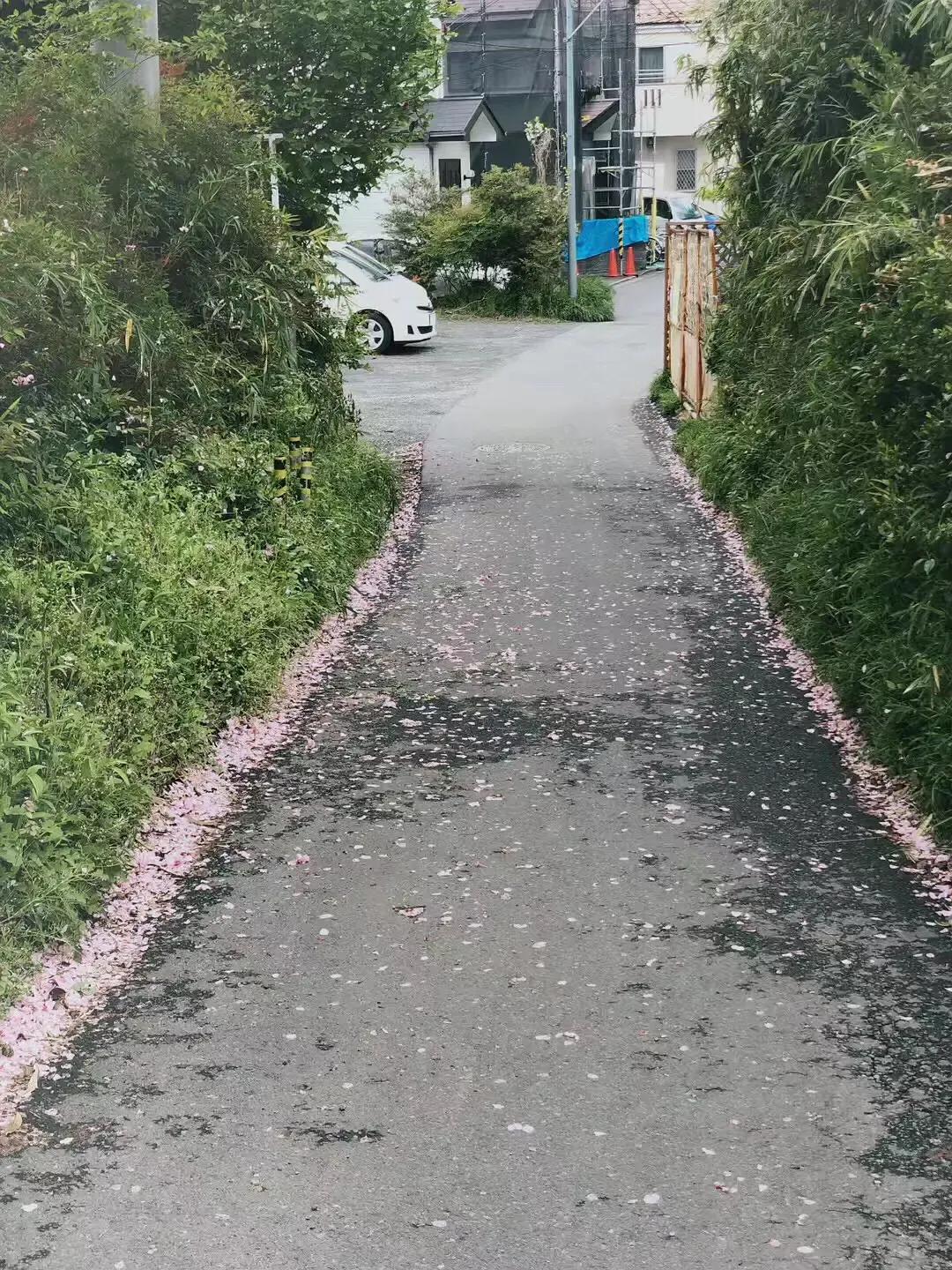 为什么越来越多人选择去日本留学,要准备多少钱才能去日本留学