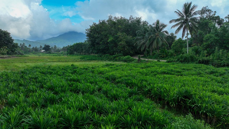 人民网|万宁桥北村的绿色致富“密码”：小斑兰做出大产业
