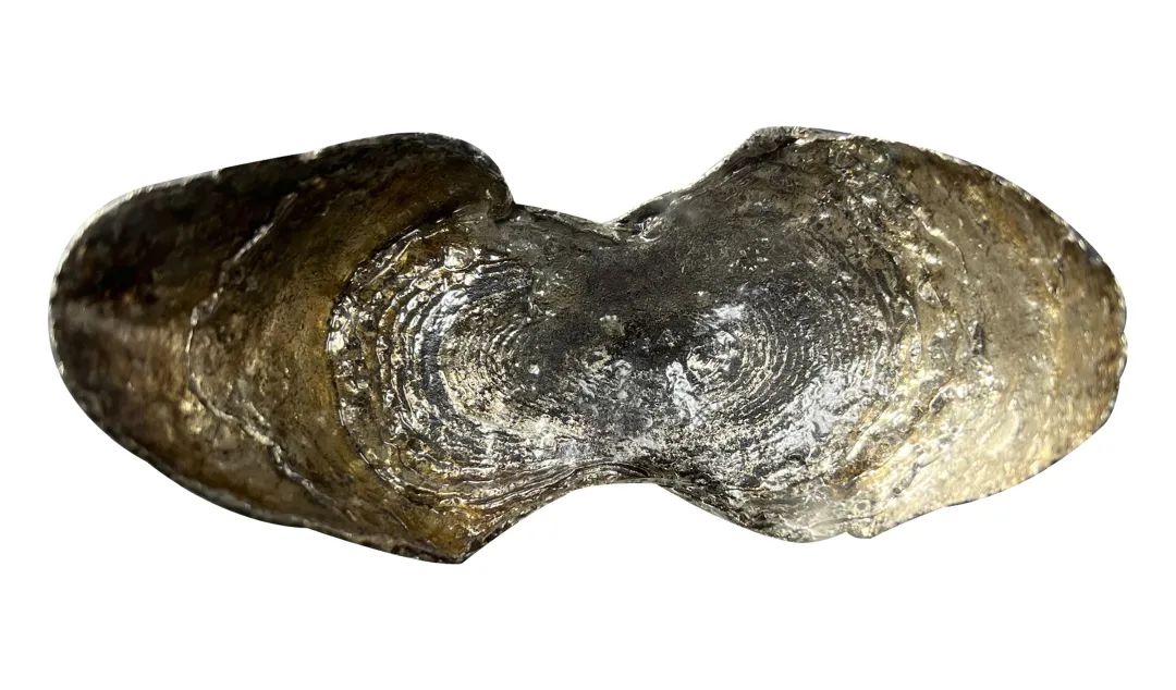 古钱币拍卖专场,2016年古钱币拍卖信息