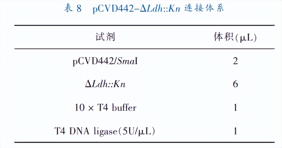 乳酸脱氢酶基因敲除之后,对钝齿棒杆菌菌株构建有什么影响