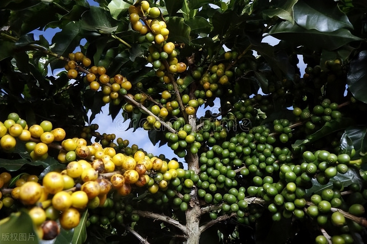最出名的猫屎咖啡,什么猫屎咖啡最好