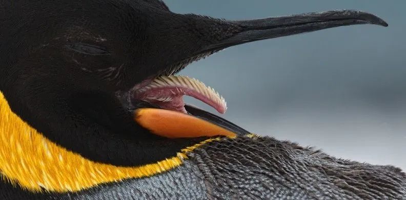 大开眼界30张有趣且罕见的趣图,20张让你涨知识的图