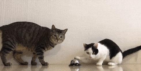 有六大特征的猫有福,什么猫好养比较聪明旺财