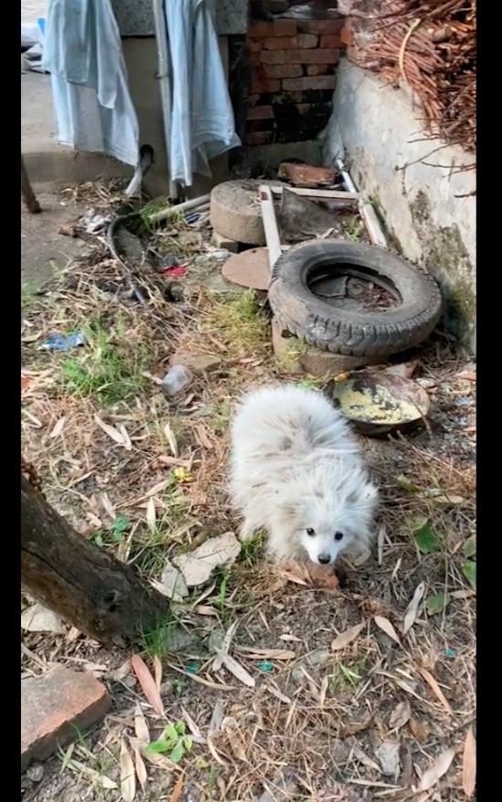 狗狗不听话把它拴起来,狗狗太凶了拴不住要把它关住