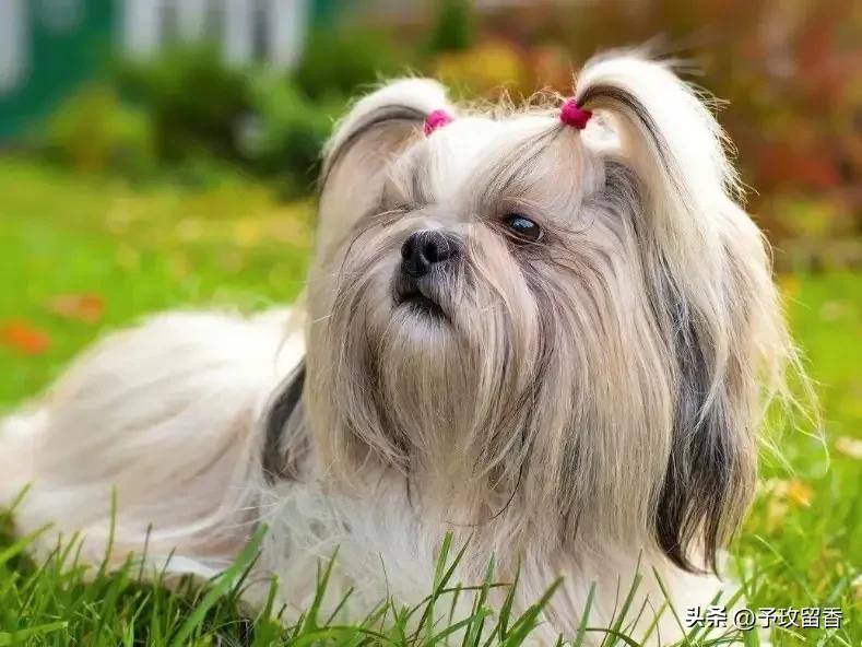 宠物狗应该怎么养详细介绍科普,宠物狗喂养及训练方法有哪些