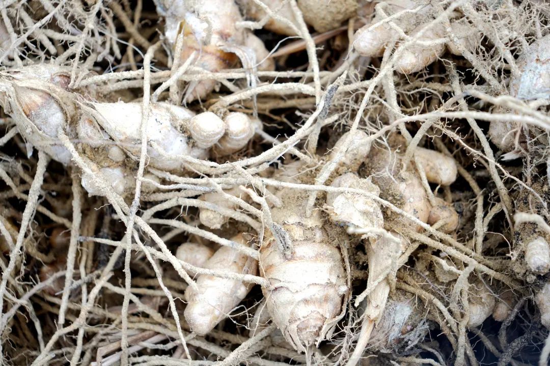 莪术种植一亩利润及生长周期,莪术种植基地