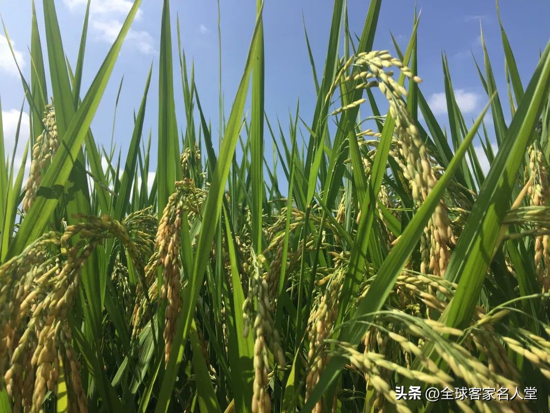 寻味赣菜客家菜,寻味赣南客家