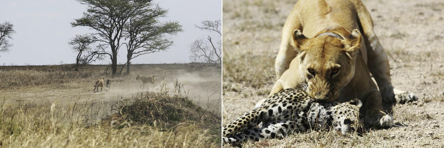 豹子丧命,豹子的悲惨下场视频