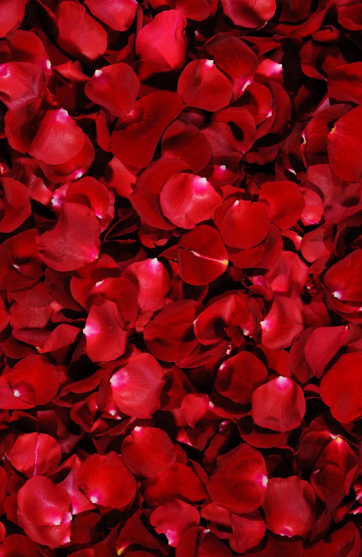 520浪漫玫瑰花壁纸,红玫瑰花壁纸大图