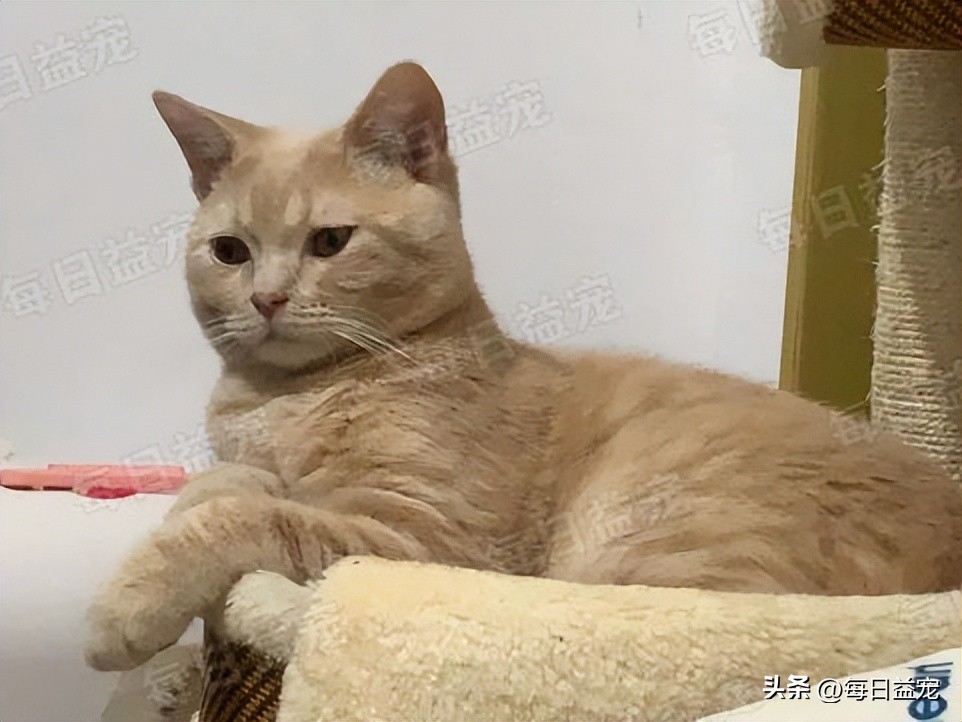 买猫被忽悠高价买了猫粮,网上买猫被骗猫咪回来不吃不喝