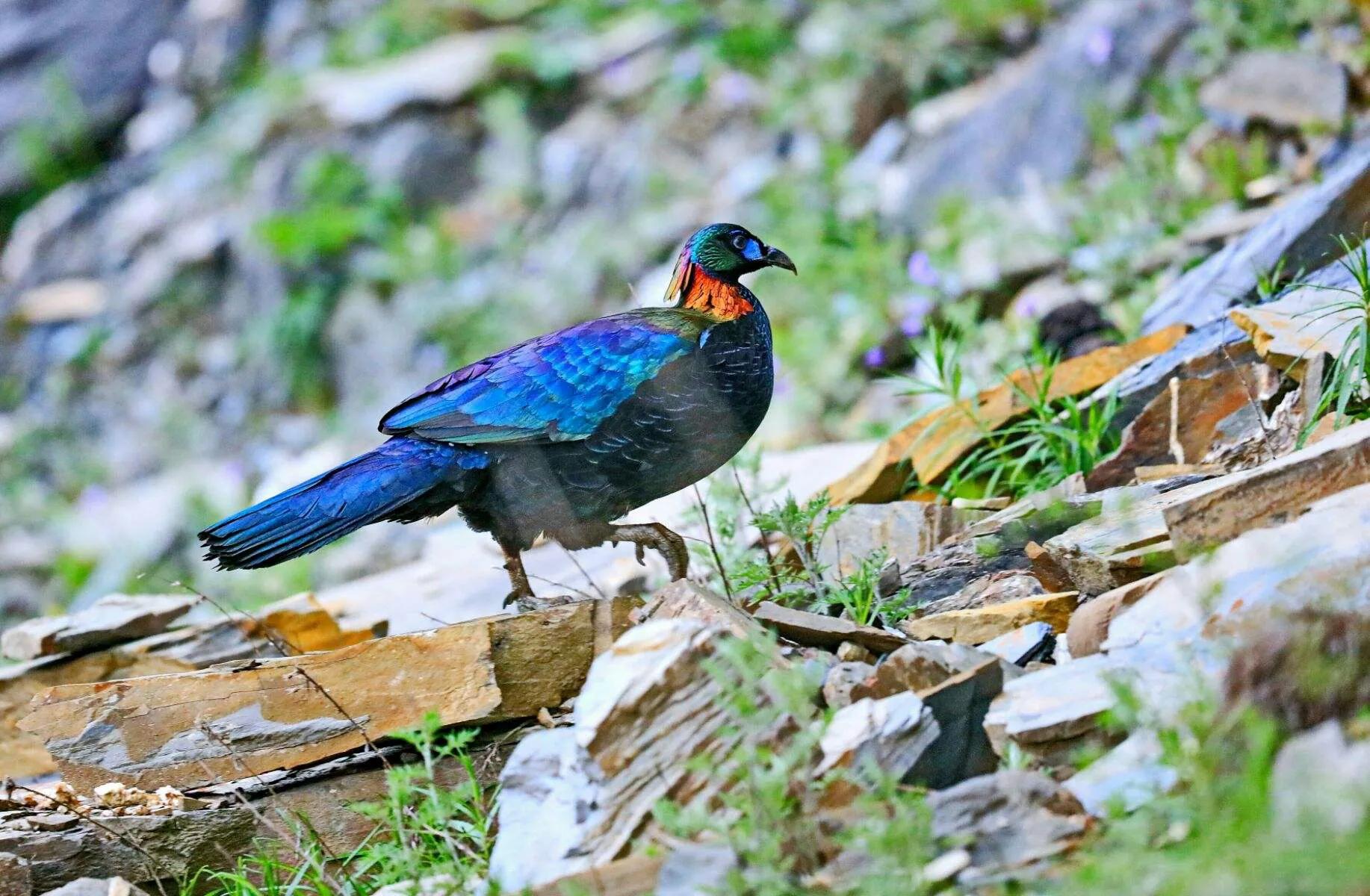 绿尾虹雉摄影,绿尾虹雉鹰鸡