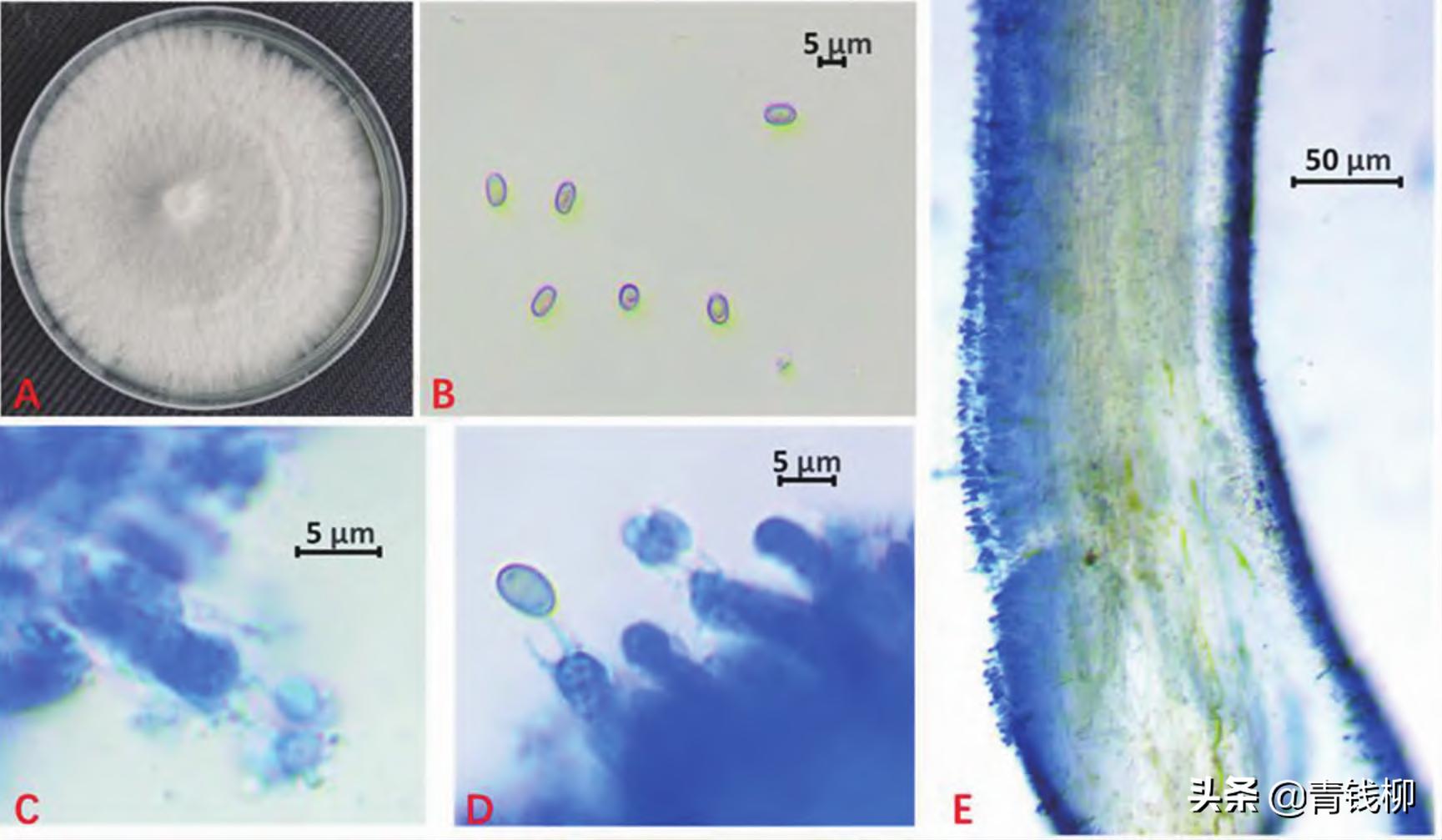 基金项目：柠檬鳞伞生物学特性与驯化栽培