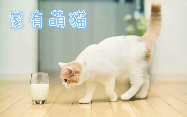 关于猫的传说都是真的吗,关于猫的传说和神话故事