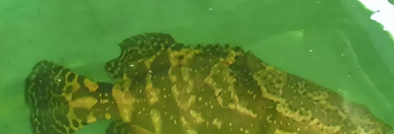 马鞭草和鹿衔草对养殖虎龙杂交斑生长与免疫影响的研究