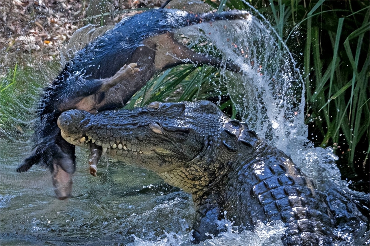 世界十大咬合力最强的动物,至今咬合力最强的十大动物
