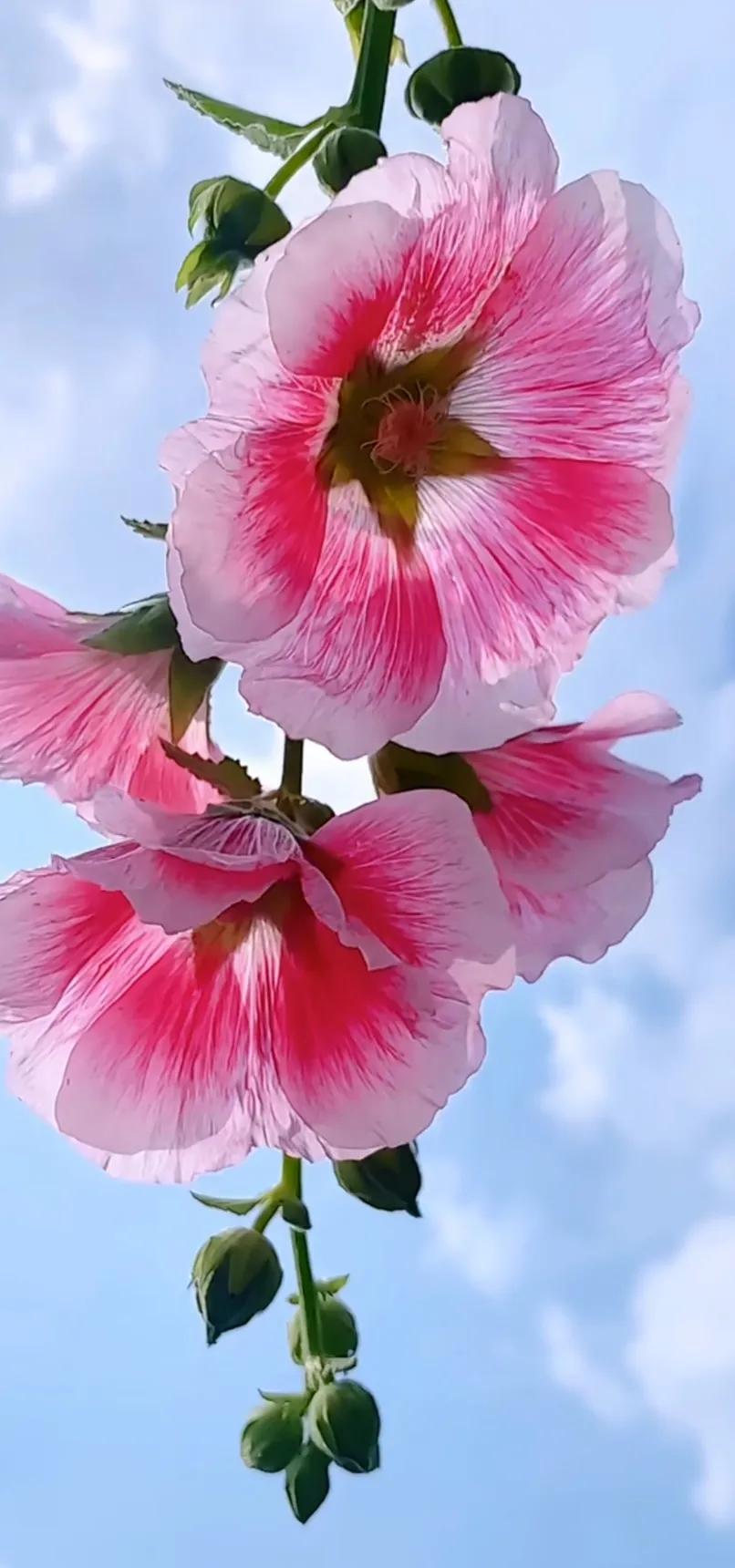 蜀葵花唯美大图片,世上最美的蜀葵花图片图文