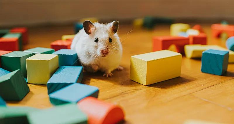 素食宠物食品,素食宠物零食有哪些品种