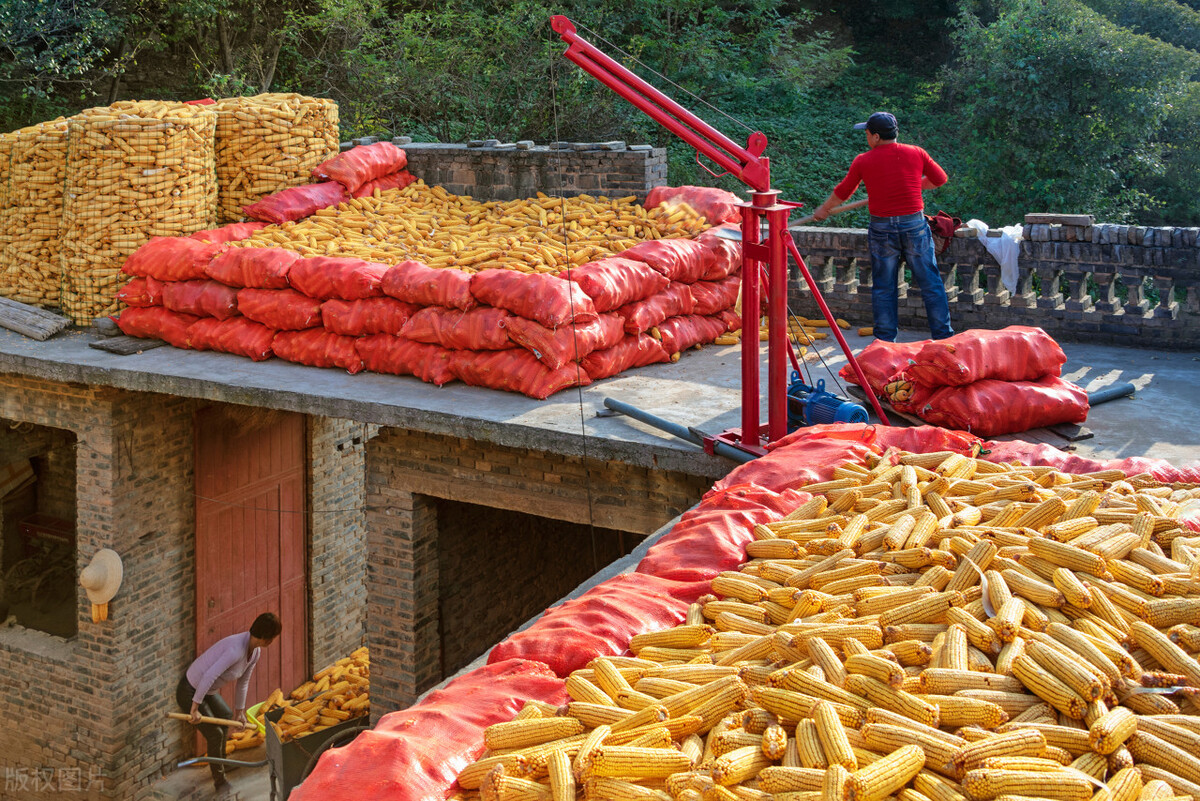 玉米价格止跌原因,玉米价格行情一览：变动趋势详解