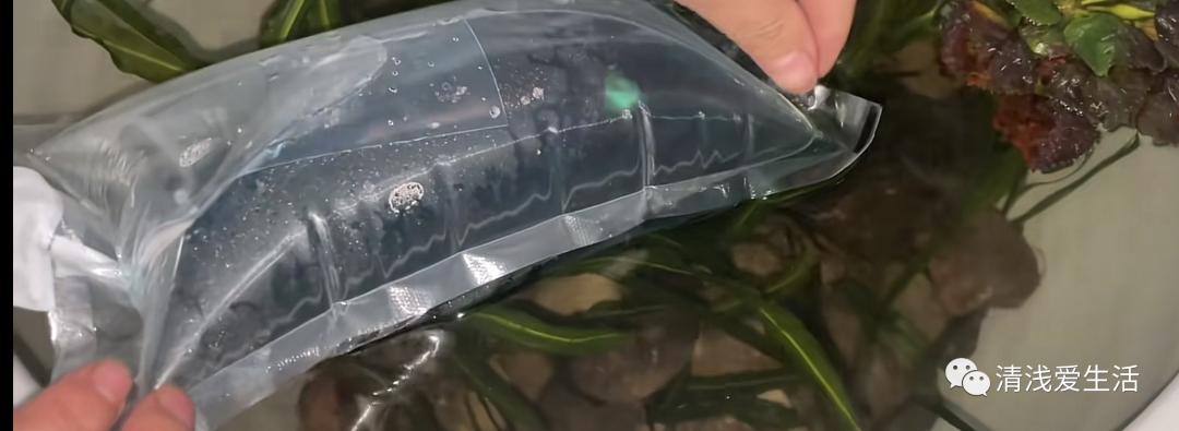 金鱼买回来如何入缸,新买的金鱼花卉怎样栽成活率高