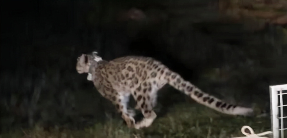 宁夏贺兰山保护区又发现一只雪豹,宁夏贺兰山时隔66年重现雪豹