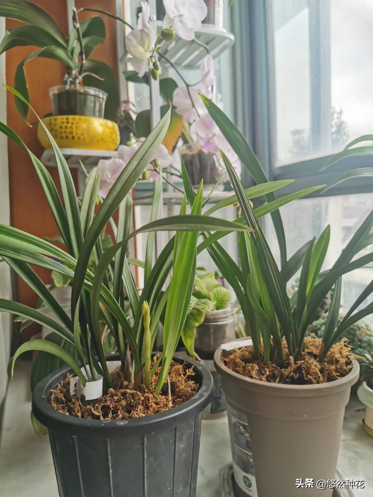 养兰新手的四大禁忌,养兰真的有那么难养吗