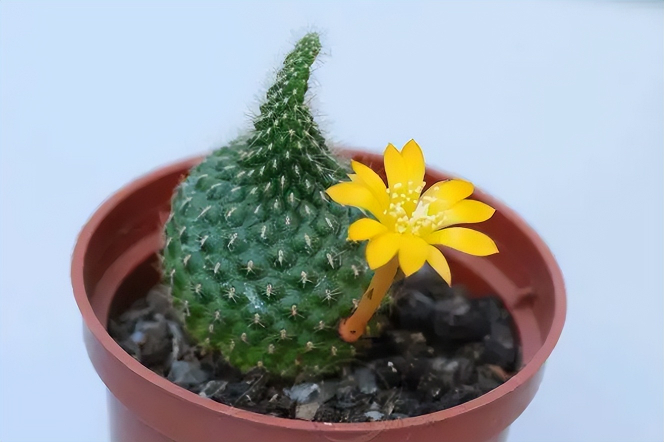 打假养花坑人小妙招,养花十大骗局揭秘