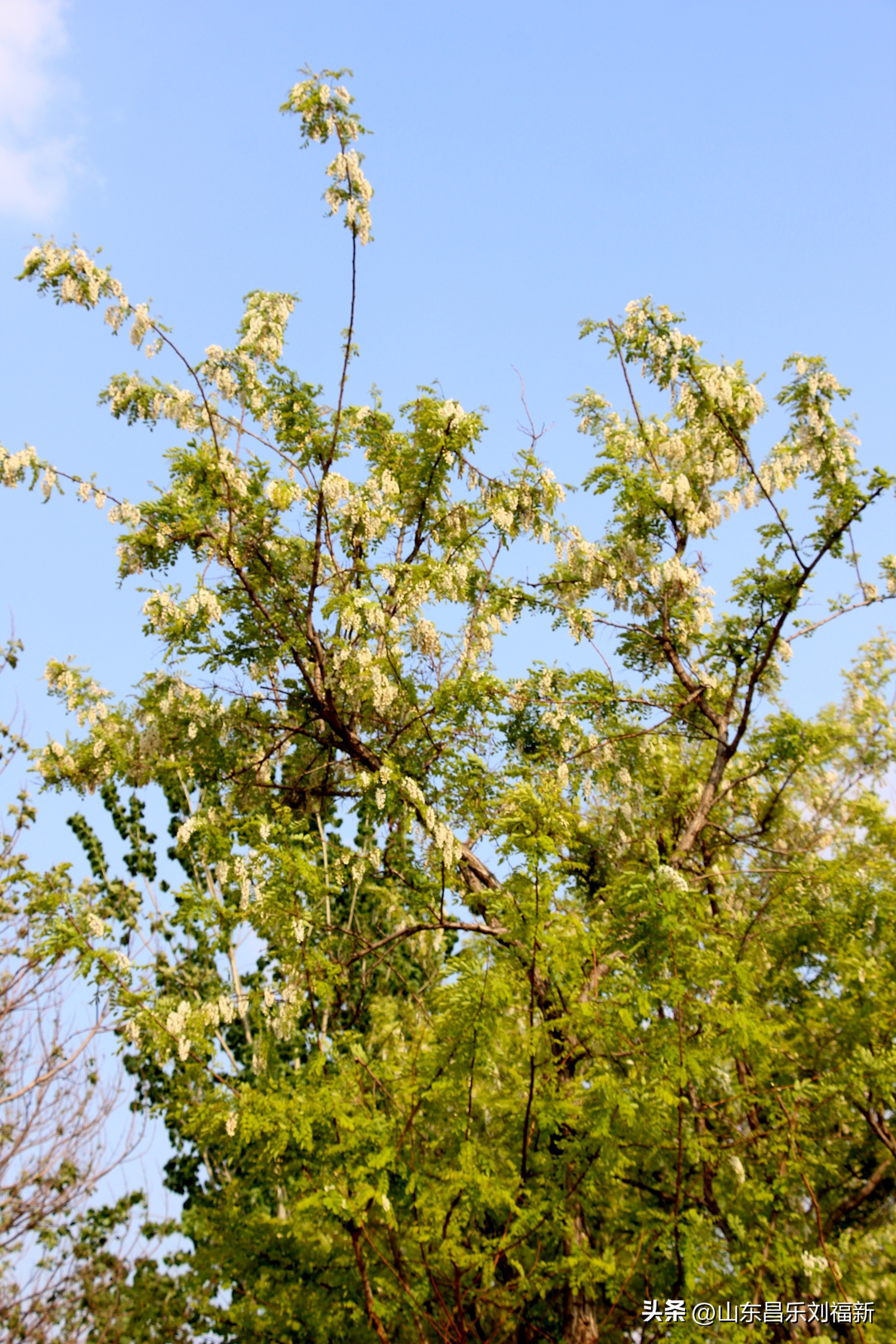 洋槐花·万马奔腾电器·鄌郚医院贴膏药