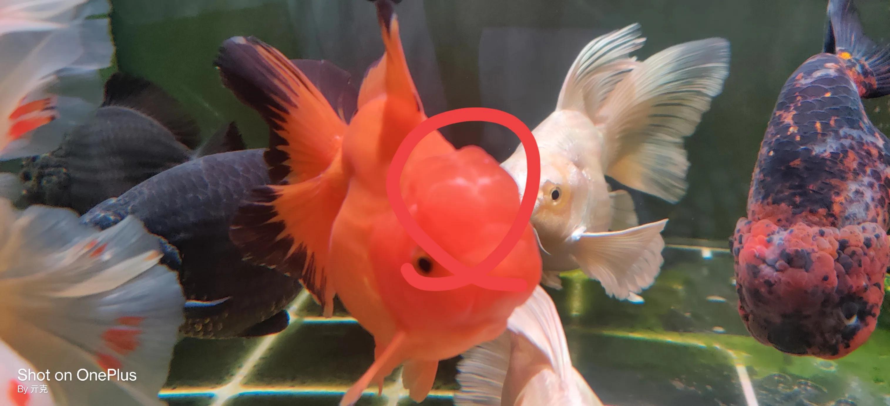 金鱼头瘤长白色絮状物,金鱼头瘤分泌白色絮状物