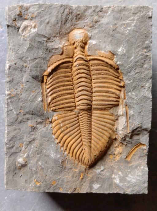 山东三叶虫化石真假,三叶虫远古生物图片